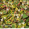 Houttuynia cordata 