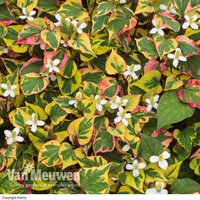 Houttuynia cordata 