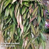Hoya wayetii