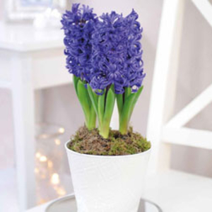 Hyacinth 