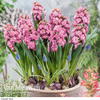 Hyacinth Double 