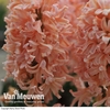 Hyacinth 