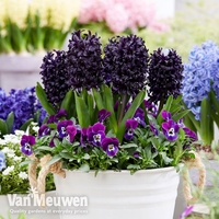 Hyacinth 