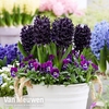 Hyacinth 