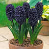 Hyacinth 