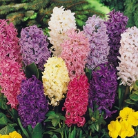 Hyacinth 