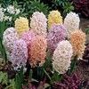 Hyacinth 