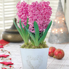 Hyacinth 