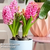 Hyacinth 