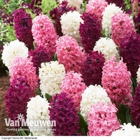 Hyacinth 