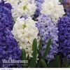 Hyacinth 