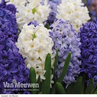 Hyacinth 