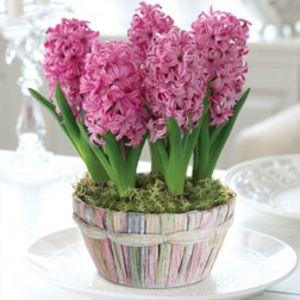 Hyacinth Scented Pink Basket - Christmas Gift - 1 x Hyacinth Scented Pink Basket