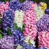 Hyacinth 