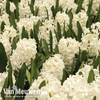 Hyacinth 