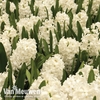 Hyacinth 