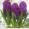 Hyacinth 