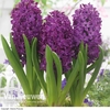 Hyacinth 
