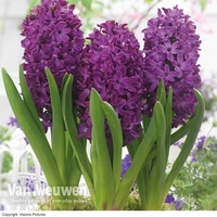 Hyacinth 