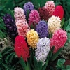 Hyacinths Bedding & Borders - 10 mixed bulbs