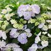 Hydrangea 