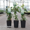 Hydrangea anomala petiolaris 