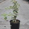 Hydrangea anomala petiolaris 