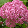 Hydrangea arborescens 