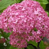 Hydrangea arborescens 