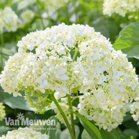 Hydrangea arborescens 