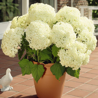 Hydrangea arborescens 