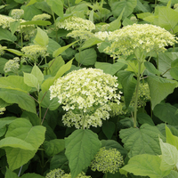 Hydrangea arborescens 