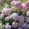 Hydrangea arborescens 
