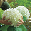 Hydrangea arborescens 