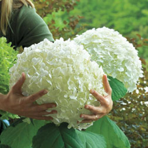 Hydrangea arborescens 