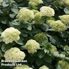 Hydrangea arborescens 