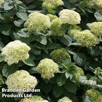 Hydrangea arborescens 