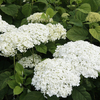 Hydrangea arborescens 