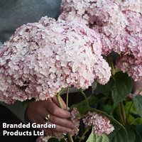 Hydrangea arborescens 