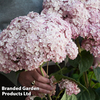 Hydrangea arborescens 