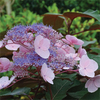 Hydrangea aspera 