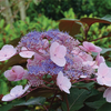 Hydrangea aspera 