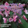 Hydrangea aspera 