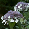 Hydrangea aspera 