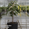 Hydrangea aspera 
