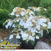 Hydrangea 