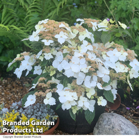 Hydrangea 