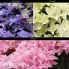 Hydrangea Double Dutch Collection
