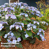 Hydrangea 