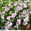 Hydrangea 